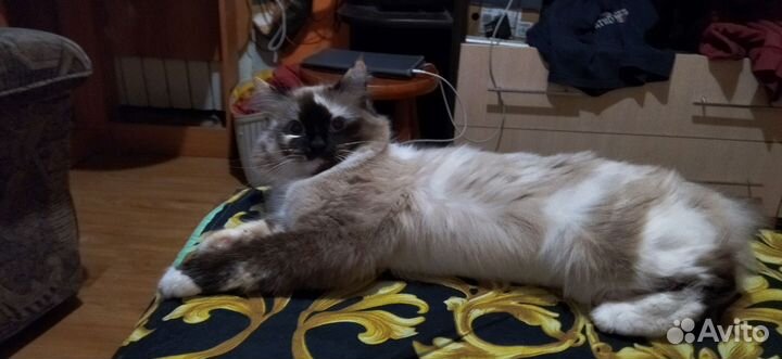 Случка кошки