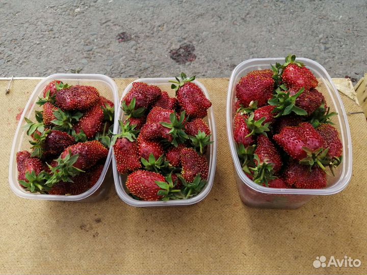 Клубника Рубин саженцы