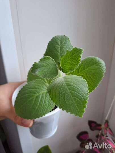 Пеленкрантус (мята)