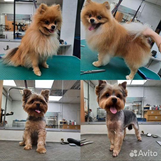 Грумер/ стрижка собак