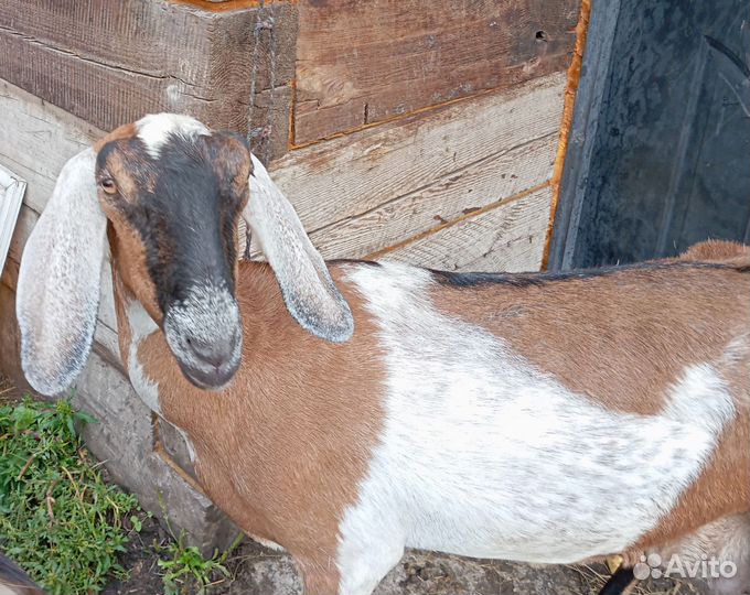 Коза дойная англо-нубийская ч/п