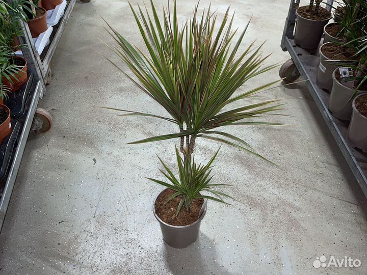 Драцена Маргината Биколор и Маджента