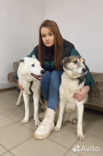 Передержка животных зоогостиница