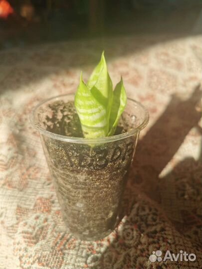 Сансевиерия