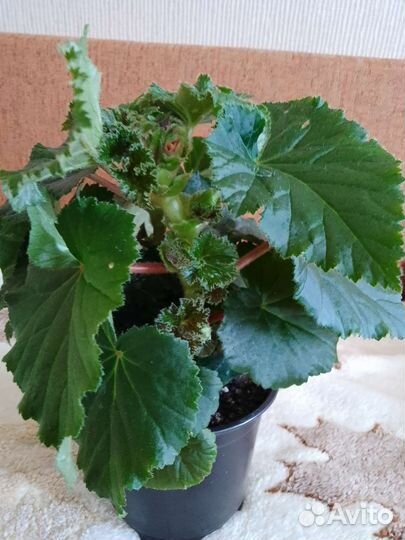 Пеларгонии королевские, бегонии