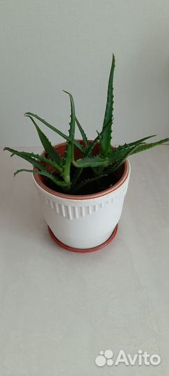 Алоэ лечебный