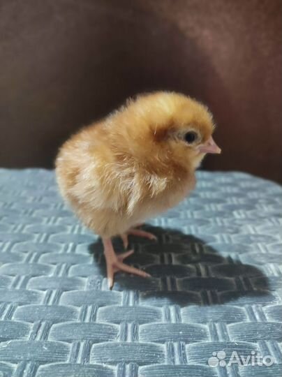 Цыпленок Ломан Браун