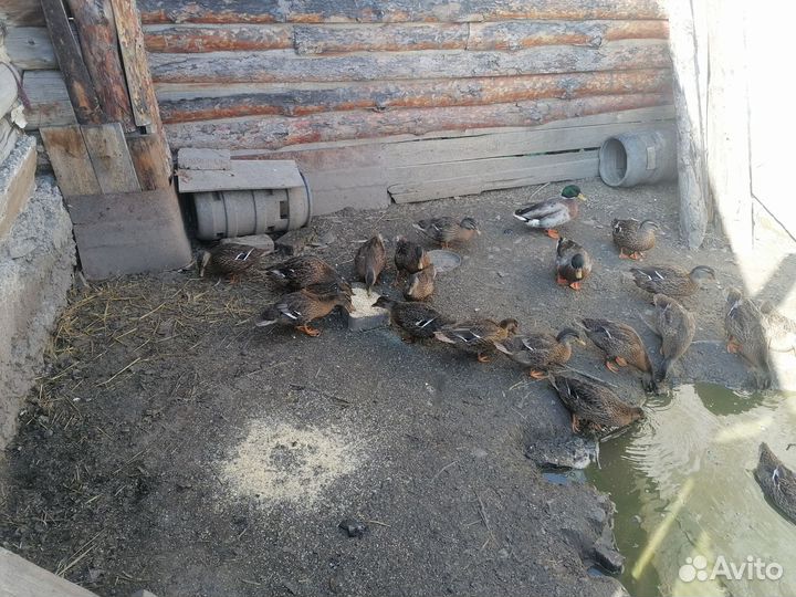 Подсадные утки кряквы