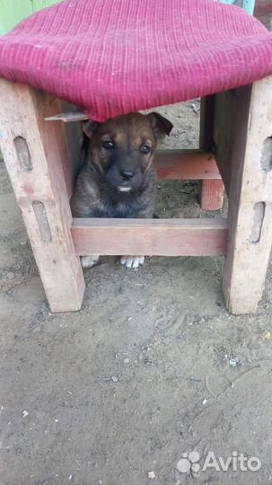 Щенок девочка