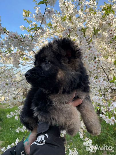 Щенки немецкой овчарки