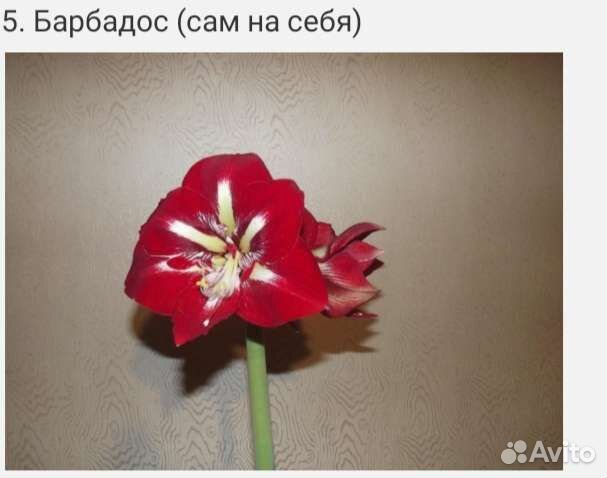 Гиппиаструм