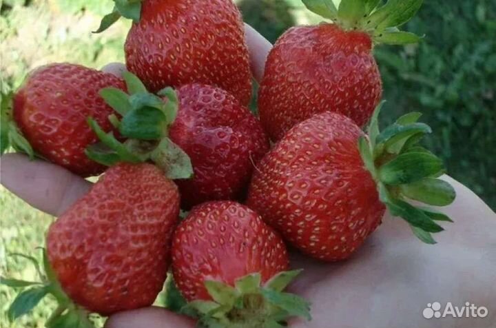 Усы шикарнейшей клубники Лорд