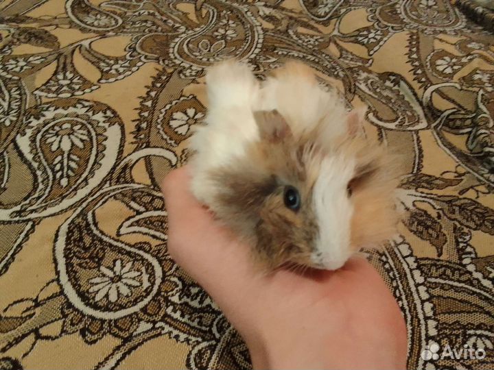 Морские свинки