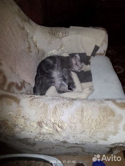 Кошка ищет дом