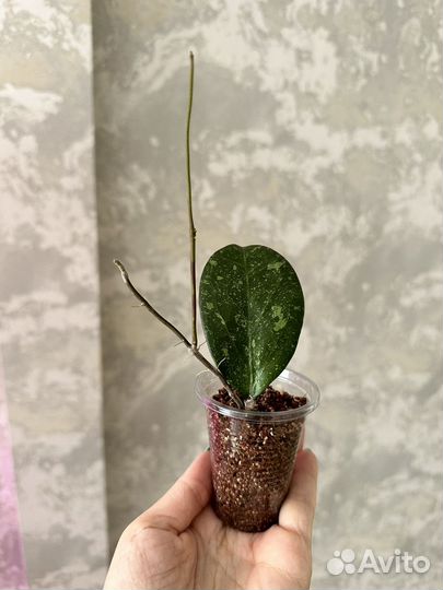 Хойя мишель