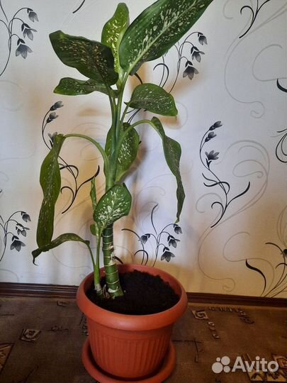 Комнатные цветы