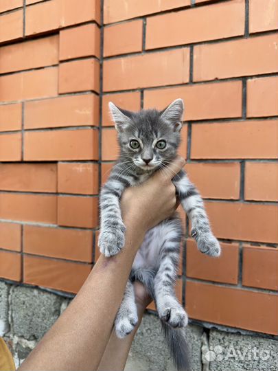 Игривый котенок