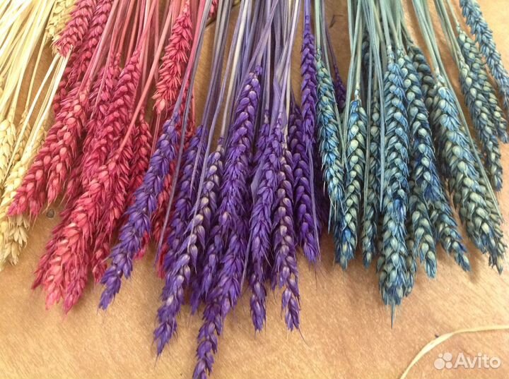 Сухоцветы голландские