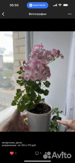 Герань пеларгония детки