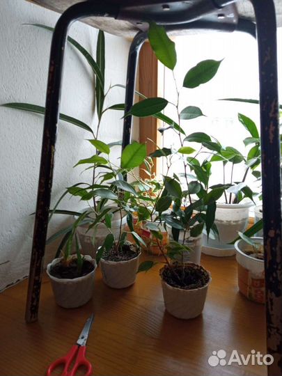Фикусы разные