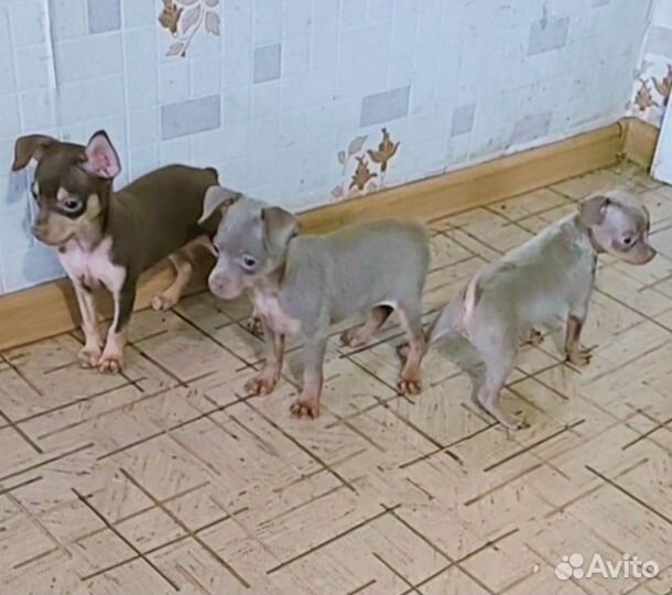 Детки той-терьера