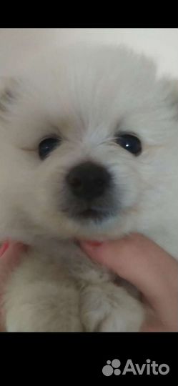 Немецкий шпиц