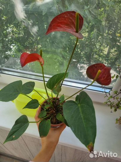 Антуриум красный