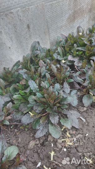 Монарда, безвременник, маргаритки, и другие