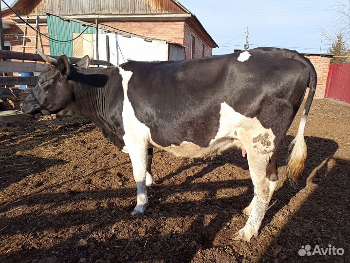 Корова дойная