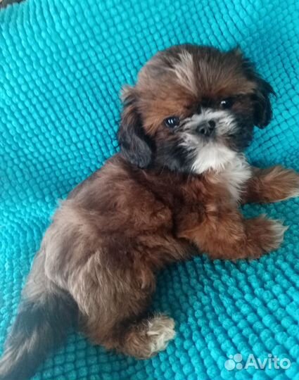 Щенки ши-тцу