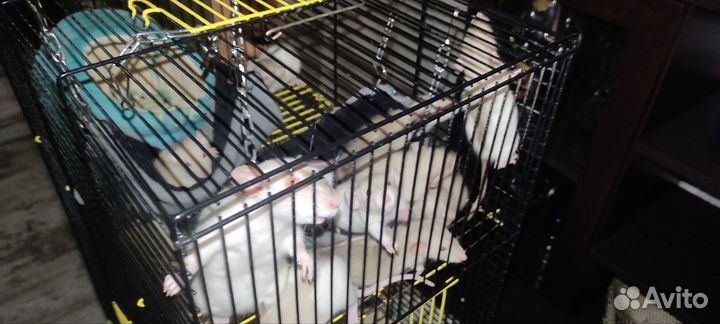 Крысята дамбо