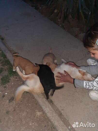 Отдам щенка в добрые руки