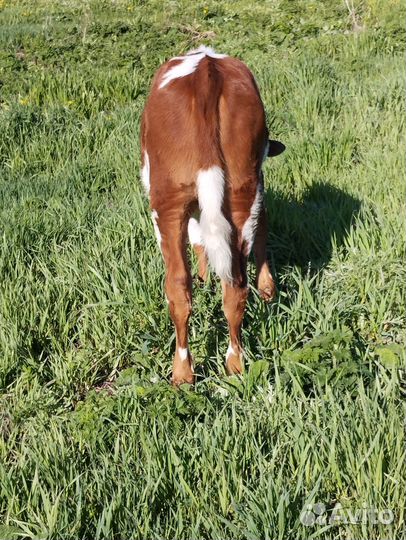 Продам телëнка