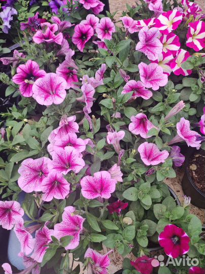 Вегетативная петуния опт