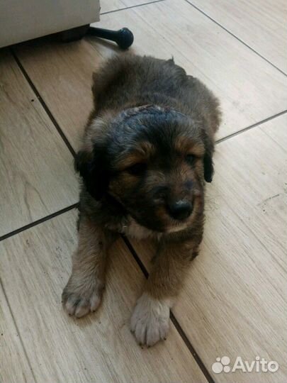 Щенки алабая