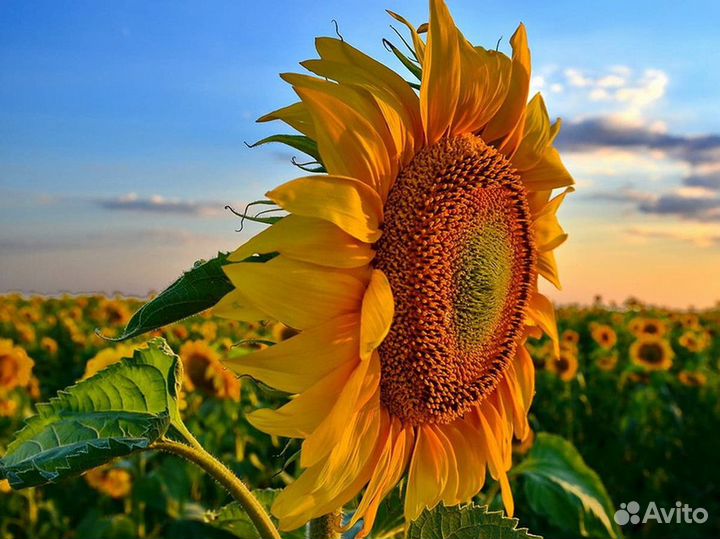 Семена подсолнечника под Евролайтинг с доставкой