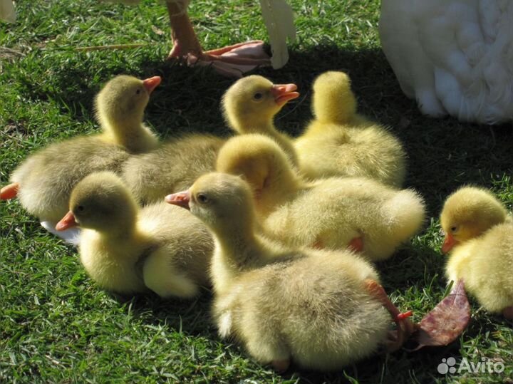 Гусята