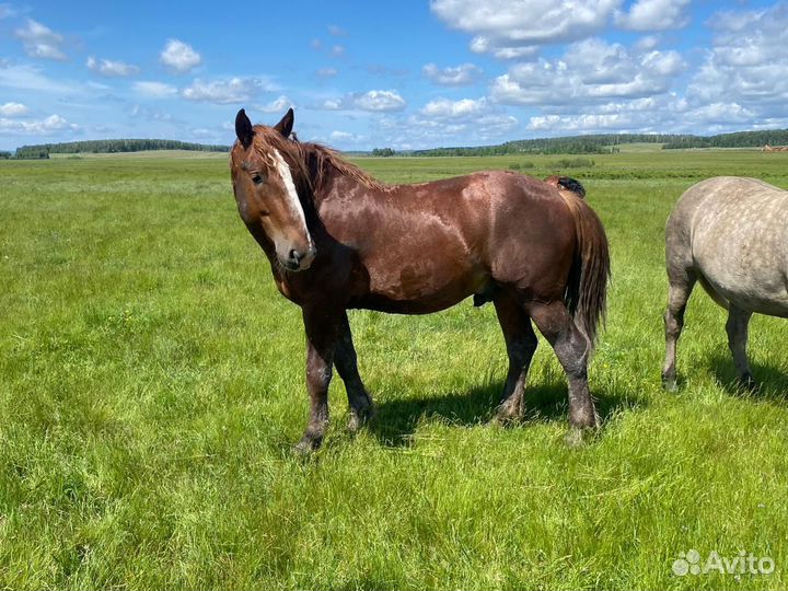 Продам жеребца