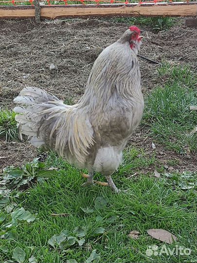 Петухи Амераукана, Пушкинские