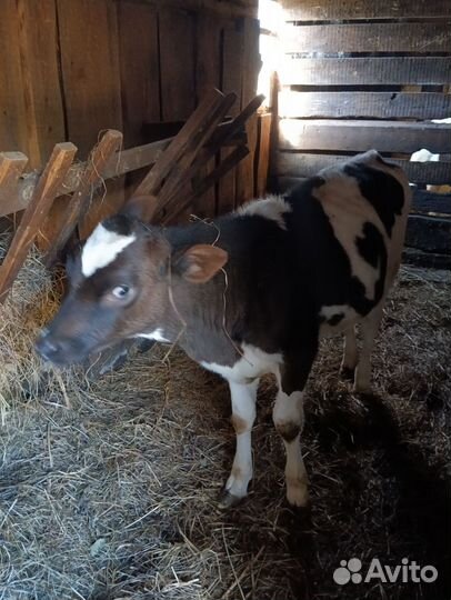 Телята телочки