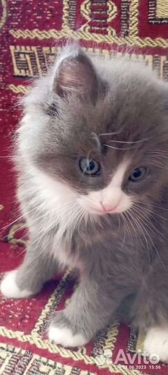 Кошки в добрые руки бесплатно