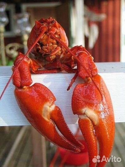 Живые и Вареные раки