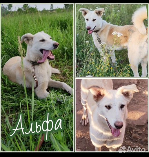 Собака в добрые руки