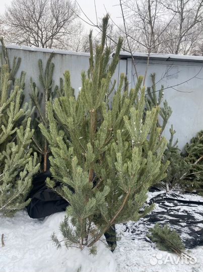 Сосна живая новогодняя