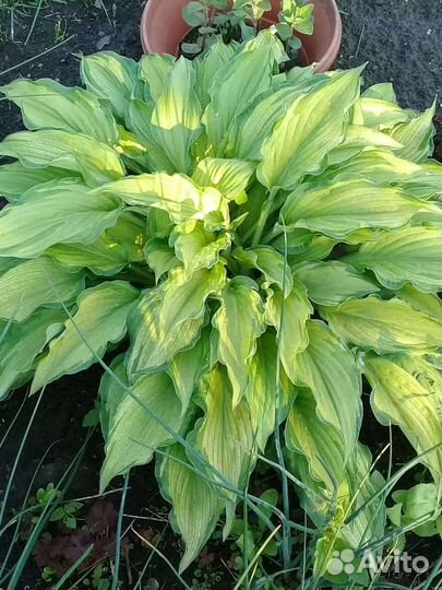 Ирис, канареечник, василёк, октябринка - обмен