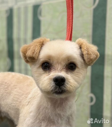 Груминг животных