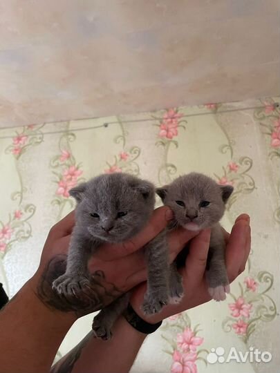 Британская