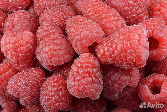 Рассада малины