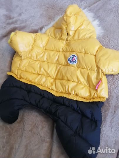 Одежда для собак мелких пород