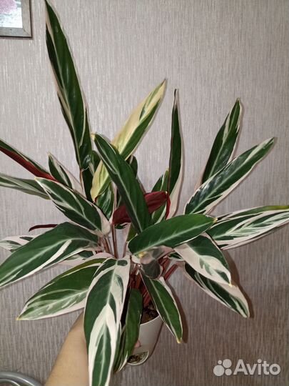 Строманта триколор